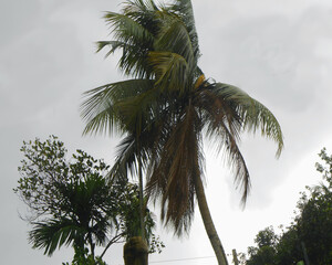 Natural green leaf beautiful fresh background wallpaper 2 