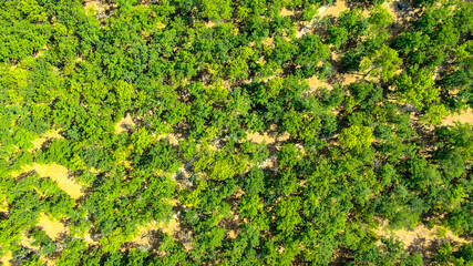 Fototapeta na wymiar Aerial shot of the woodland during sunny day