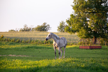 Fototapeta premium Horizontal portrait of flea-bitten gray horse standing in profile in its enclosure during a golden hour summer evening, Ste. Foy rural area, Quebec City, Quebec, Canada