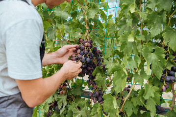 Young man is checking the growing grapes before harvesting