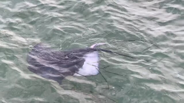 Razze si accoppiano nel Lido di Venezia / Ray fish mating in Venice