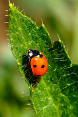 Ladybug on a plate, looking for food