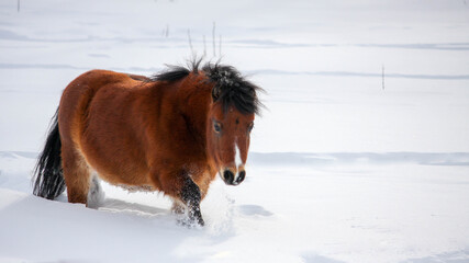 curious miniature horse in snow