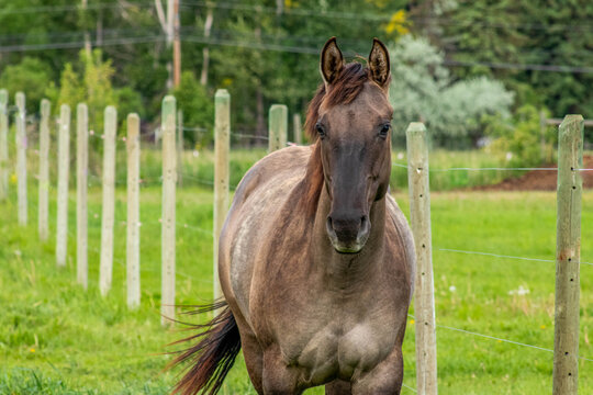 paint grulla horse in the field 