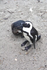 Cute mother and baby penguins on a white sand beach, boulders beach, Table Mountain National Park, Cape of good Hope, Cape Town, South Africa.