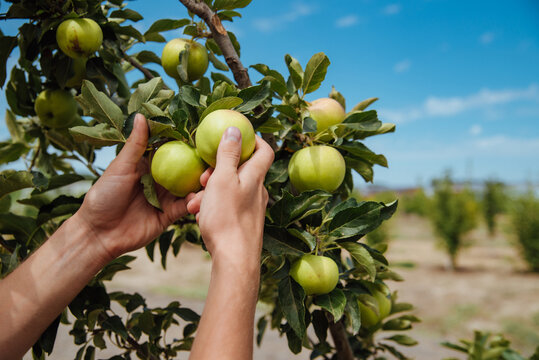 A male farmer picks apples in the garden