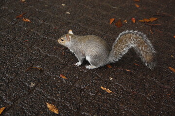 Close-up isolated brown and white squirrel in Cape Town, South Africa.