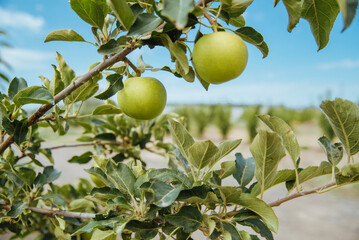 Closeup of green apples on a branch in an orchard