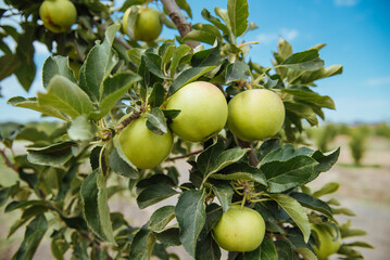 Closeup of green apples on a branch in an orchard