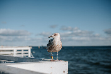 Close uo of a seagull in sopot or gdansk with a view of baltic sea in the background