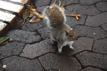 Close-up isolated brown and white squirrel in Cape Town, South Africa.