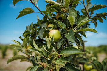 Closeup of green apples on a branch in an orchard