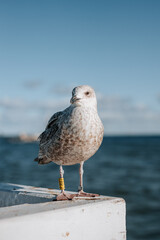 Close uo of a seagull in sopot or gdansk with a view of baltic sea in the background
