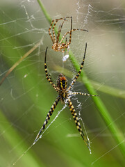 Female Argiope trifasciata spider, after molting, near Bicorp, Spain