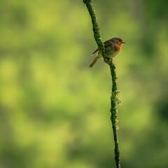 Robin bird taken in the early morning