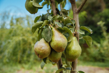 Closeup of green pears on a branch in an orchard