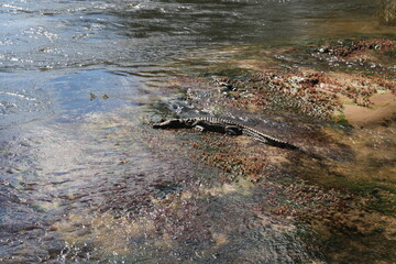 African crocodile in water in Zambezi river, Victoria Falls, Zambia, Africa. 