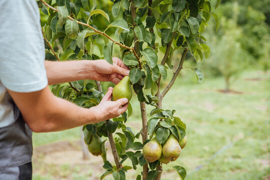 A male farmer picks pears in the garden