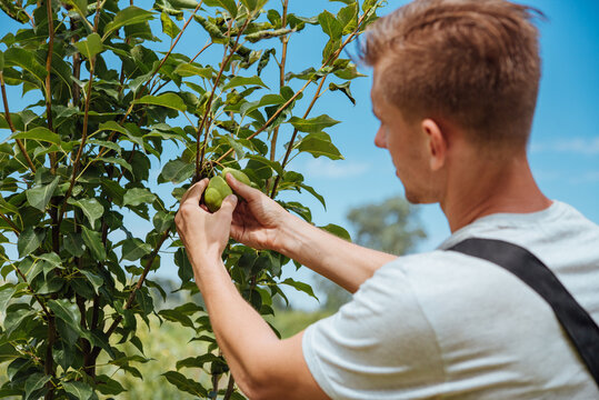 A male farmer picks pears in the garden
