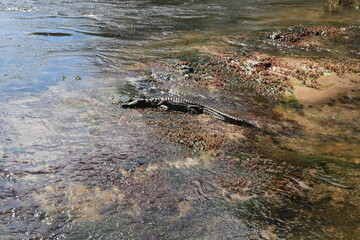 African crocodile in water in Zambezi river, Victoria Falls, Zambia, Africa. 