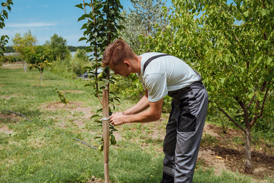 A male farmer picks pears in the garden