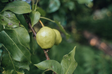 The pear grows on  tree in the garden. Autumn harvest
