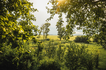 Sunny summer landscape. Beautiful garden and blue sky. Cozy garden