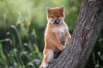 Portrait of beautiful and funny red shiba inu puppy posing on the tree in summer. Adorable japanese red dog