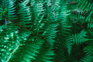 Fern close-up. Green plant in the forest