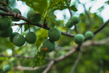 Green apples grow in garden. Organic  Farm food. Autumn harvest. 
Seasonal fruit detox
