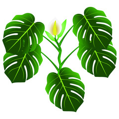 Flower and green leaves of monstera or split-leaf philodendron (Monstera deliciosa).