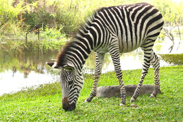 Fototapeta na wymiar Zebra herd isolated grazing in a green grass meadow near the zambezi river, Zambia, Africa.