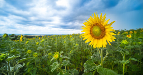 Panoramic landscape with common sunflower bloom in growing field. Helianthus annuus. Yellow flower head in lush greenery with opening buds and blue summer sky. Agronomy. Green ideology or vegan food.