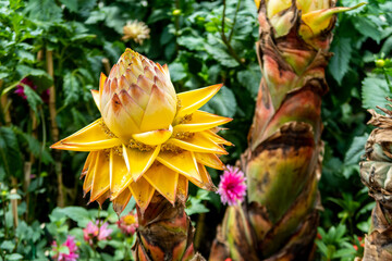 Musella lasiocarpa, known as Chinese dwarf banana, golden lotus banana or Chinese yellow banana,...