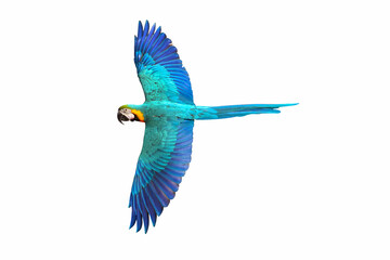 Colorful flying macaw parrot isolated on white