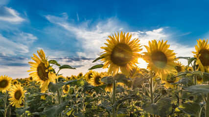 Summer sunset over common sunflower blooms under blue sky. Helianthus annuus. Artistic close-up of sunlit field with flowering tall medicinal herbs in evening backlight and shining sun betwen flowers.