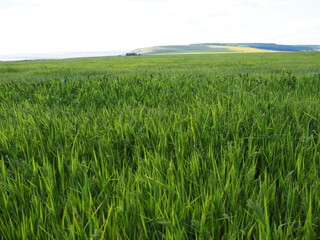 Wheat green field and beautiful countryside scener