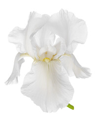 Fototapeta na wymiar Single white iris flower head isolated on white background