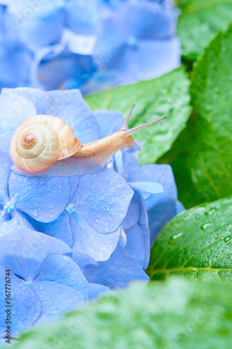 濡れた水色のアジサイの花とカタツムリ Wall Mural Wallpaper Murals Sora Nus