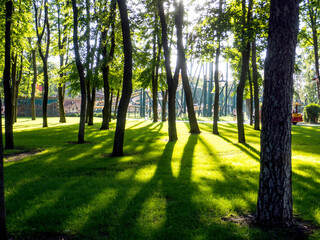  Blurred background with green grass and he trees with sunlight and shadow. For your Spring, Summer Park Background.