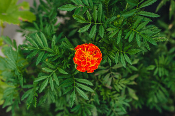 Beautiful lonely orange, red marigold flower grows and blooms in the garden in nature, top view.