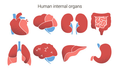 Human organs icon set. Vector illustration isolated on white background