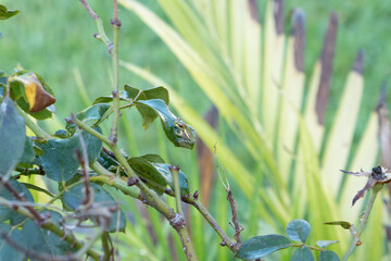 a baby frog on the rose leaf