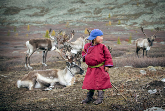 tsaatan boy with his family reindeer in northern Mongolia
