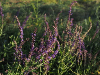 branches of flowering sage in a summer meadow