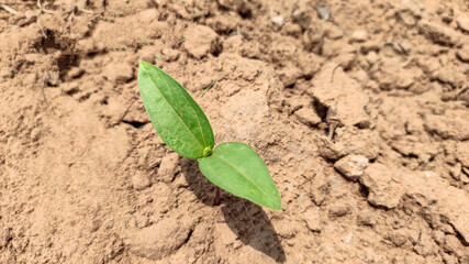 Single germinating plant of green pulse crop (Moong) 