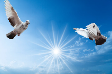 Pigeons flying high above me on sunny day