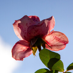 pink rose against blue sky