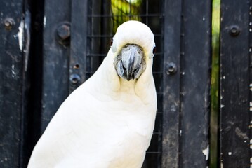 Close up of a white Cockatoo
