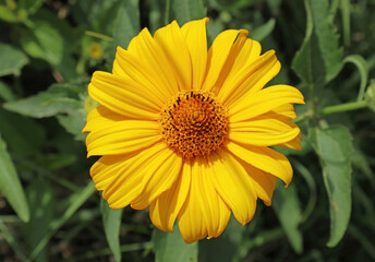 Yellow daisy flower in summer time